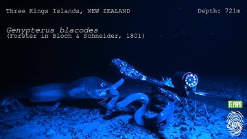 Hagfish slime defence mechanism