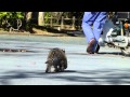 バイクに興味津々の子トラくん