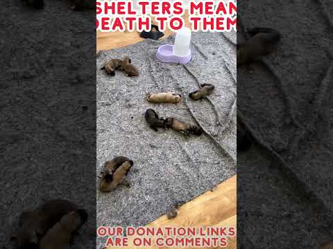 SHELTERS MEAN DEATH TO THEM 21 #shorts #shortsvideo #shortsfeed #shortsyoutube #shortsviral