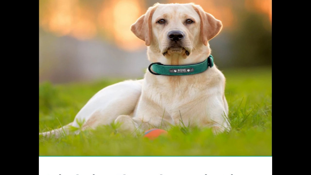 ID tag Collar - leather dog collar with id tag - strict confidence - quick review
