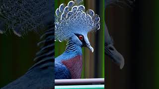 AI generated Victoria Crowned Pigeon by openAI's Sora