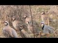 Incredible Survival Bird Trap Skills #MauntainChukarHunting