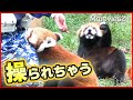 飼育員さんの指先マジック！ヘソ天レッサーパンダ トレーニングで見せる&quot;ステイ&quot; 八景島シーパラダイスのネイとコキン〜 Red Panda &quot;STAY&quot; Nei &amp; Kokin