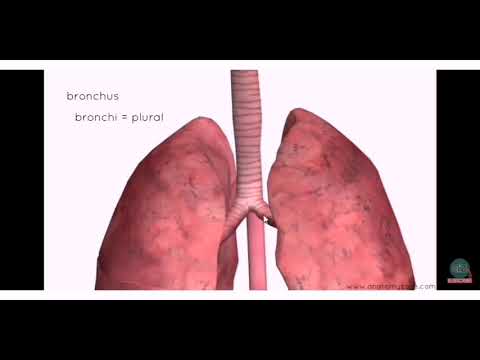 Tənəffüs sistemi 3D - Biologiya/Anatomiya