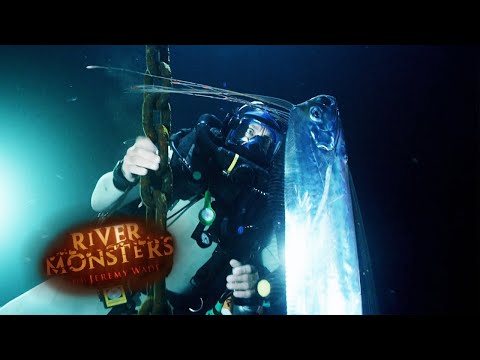 Video: Deep sea monster fish. River monster fish