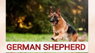 GERMAN SHEPHERD DOG BREED,  LOYAL, COURAGEOUS,  CONFIDENT, CUTEST DOGS,  ANIMALS LOVERS MUST WATCH