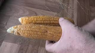 Заготавливаю семена кукурузы