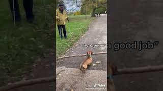 0016 Dogs have fun
