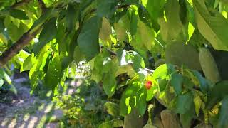 Cherry season is upon us! check out our 4 in 1 tree!! Details