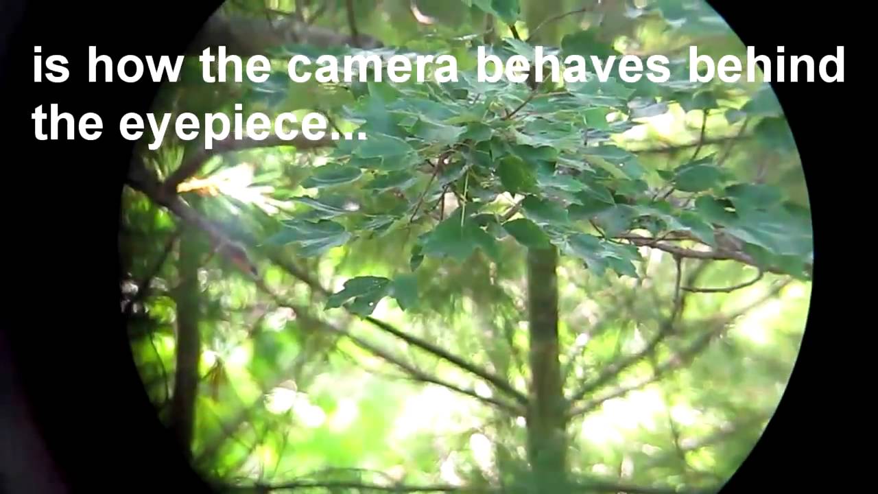 Point and Shoot for Wildlife, Birding edition