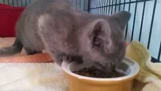 Dilute tortie