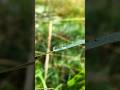 How To Use Pro Mode On Your Smart phone | water drop Photography 🔥 #cameraapp #ytshorts #macromode