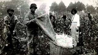 Cotton fields 2016