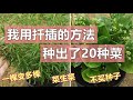 20个扦插种植的菜, 不买种子也能一棵变多棵, 菜生菜 20 vegetables grown from cuttings