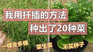 20个扦插种植的菜, 不买种子也能一棵变多棵, 菜生菜 20 vegetables grown from cuttings