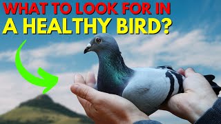 Racing Pigeons: Key Signs of a Strong & Healthy Bird screenshot 4