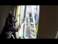 Dog unlocks window, sneaks out of house Dog unlocks window, sneaks out of house