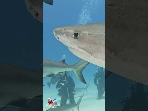 Tiger Shark wink