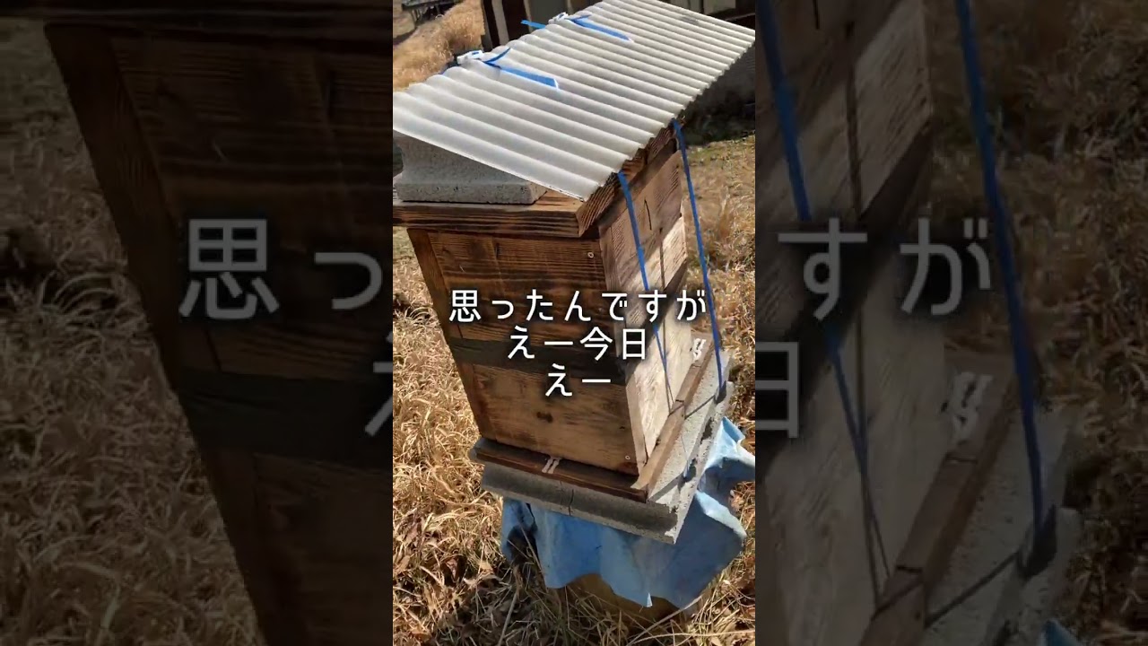 阿蘇で日本ミツバチ入居（全編）#日本ミツバチ #養蜂