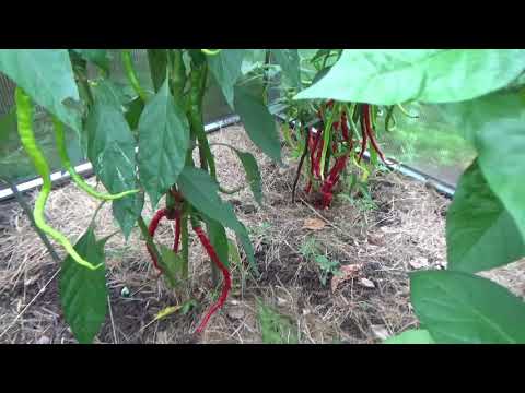 Video: Dyrkning Af Kimplanter Af Tomat, Peber Og Aubergine