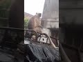 monkey in akulkheda