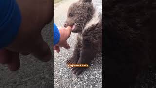 Did you know that Romania has a bear orphanage?
