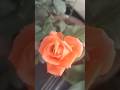 घर को ऐसे सजाये | beutiful flower 🌼🌻| #shorts #flowers #plants