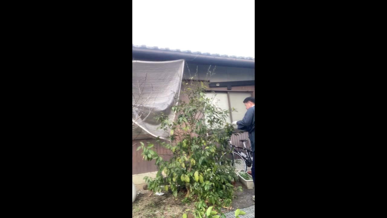 レモンの木を剪定2026-03