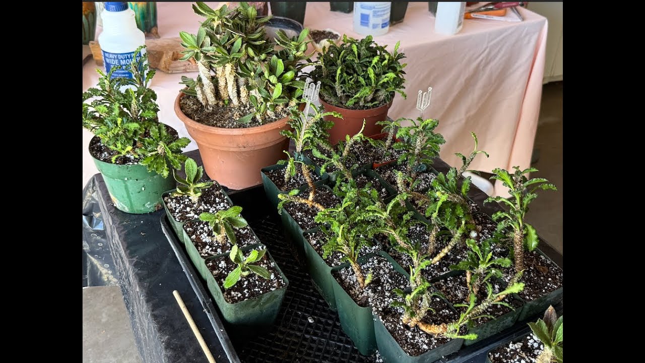 Размножение Euphorbia decaryi - Эпизод 206