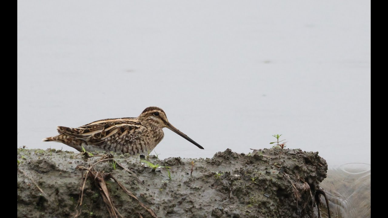 Gallinago in Yilan part 3｜ 宜蘭的田鷸屬 part 3