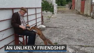 Irish farmers forge unlikely friendships with wild foxes during coronavirus pandemic screenshot 5