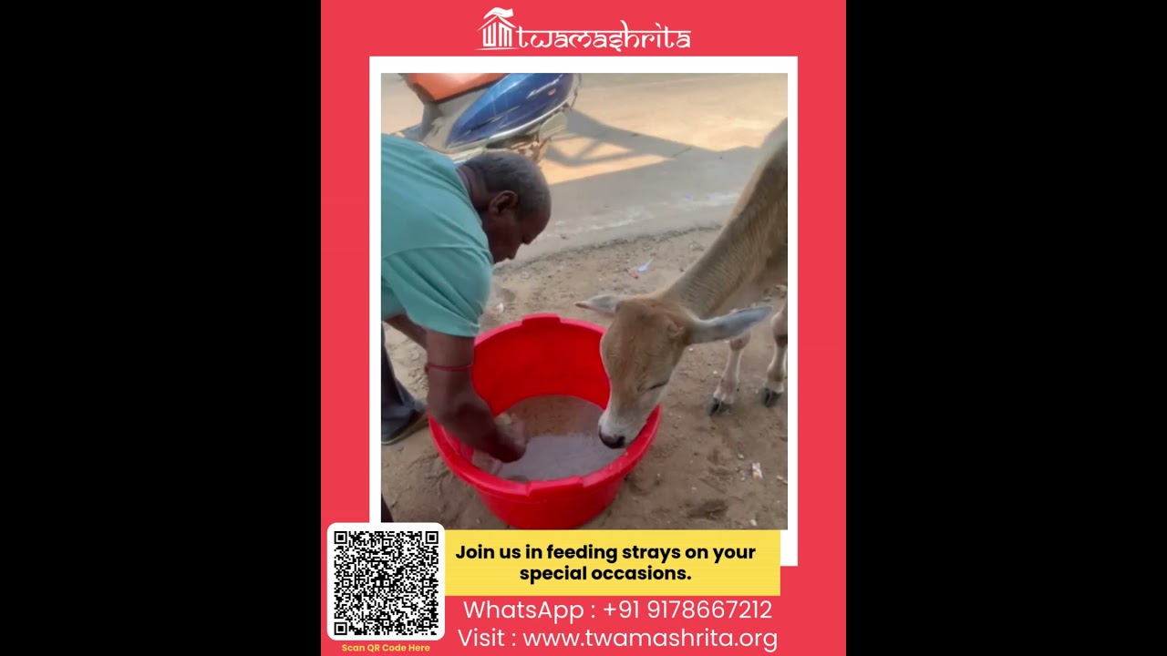 Join Us –Feeding Stray Animal on your  Special Occasions like✨ Puja · 🎂 Birthday · 💍 Anniversary ✨