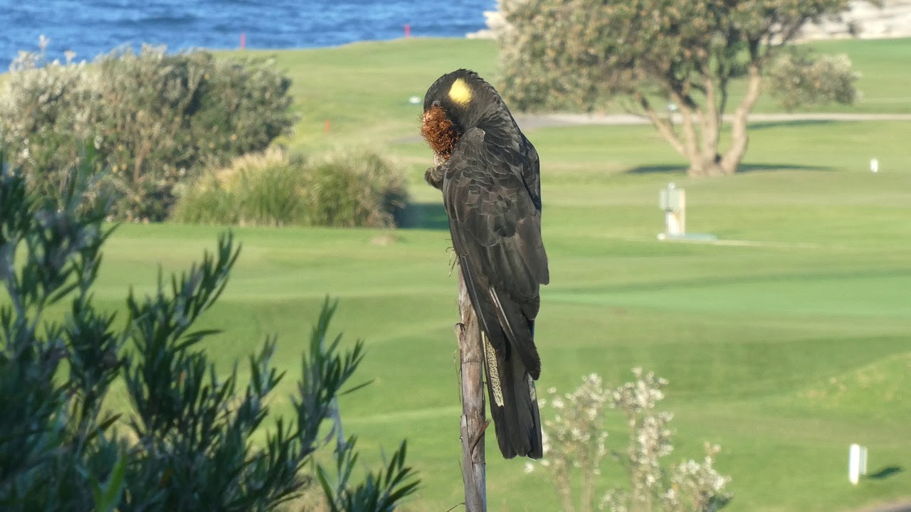 Black cockatoo in Little Bay 