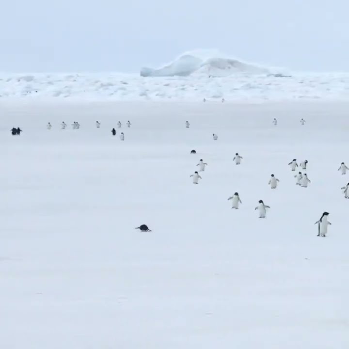 penguins walking in 5x speed - YouTube