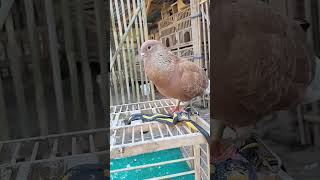 Download Lagu Merpati culik #merpatitinggian MP3