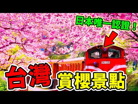 全臺10大最佳賞櫻地點，拉拉山只能排第五，第一名美到不用飛日本，是唯一日本海外認證的賞櫻名所，擁有全臺灣最大的櫻花季！