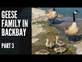 A geese  family at Newport Back-bay