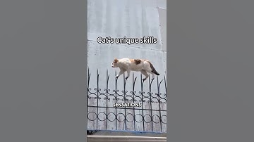 Top Secret: The Cat Spy Agency Hidden in Plain Sight #shortvideo #shorts