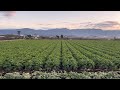漬物大根、高菜、ほうれん草収穫2021,12.15#shorts #