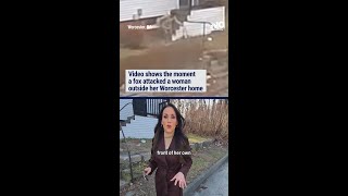 Fox bites woman repeatedly in Worcester