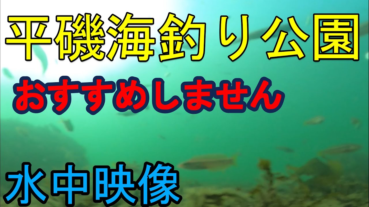 水中映像 平磯海釣り公園で水中撮影してきた 山陰釣り新報