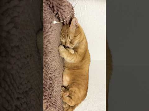 寝てるうちの猫に神のころを思い出すエジプトの曲を聴かせてみた結果w