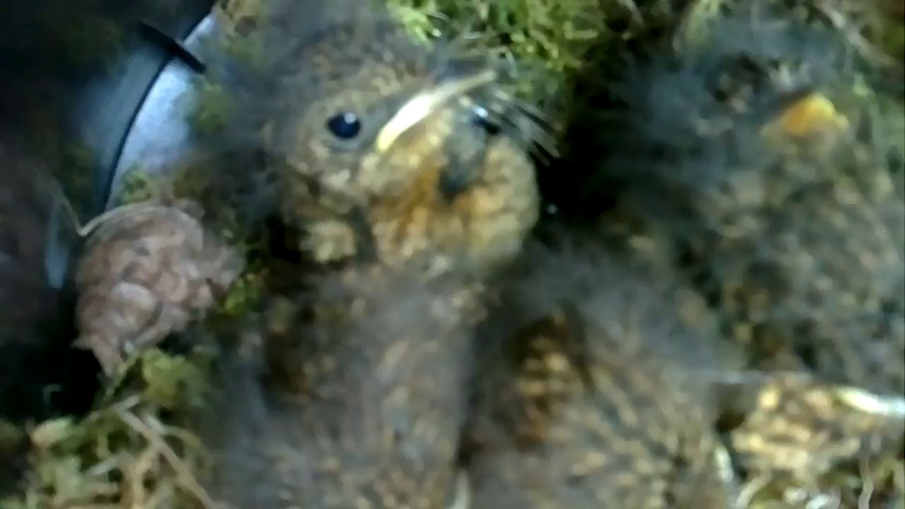 Gillian Miles Live Stream