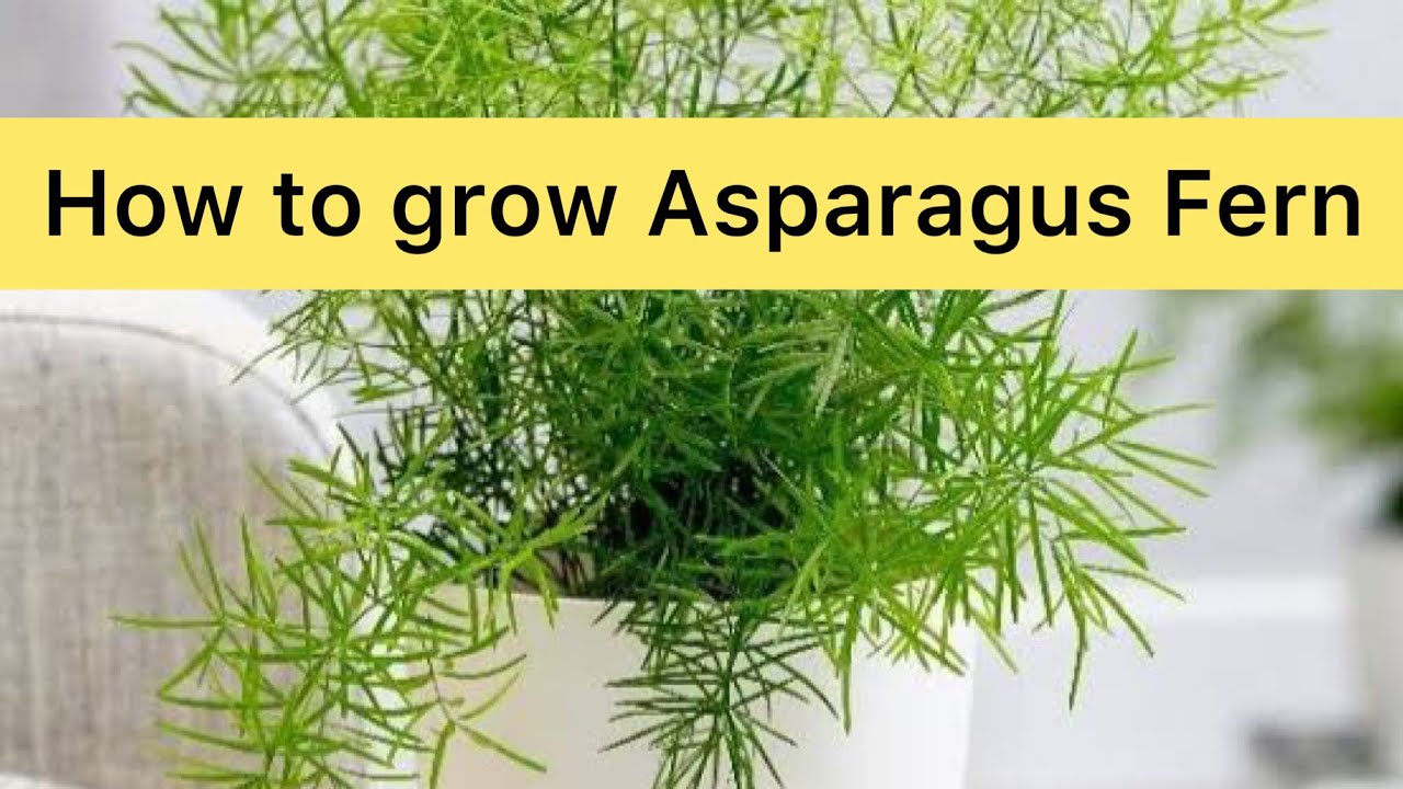 How to Grow and Care for Asparagus Fern YouTube