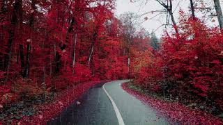 Harmony of Rain: A Relaxing Rainfall with Music, Rain Meditation, Relaxing Music for sleeping,
