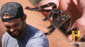 Kings of Pain: 4 TERRIFYING INSECT BITES - "The Worst Pain I