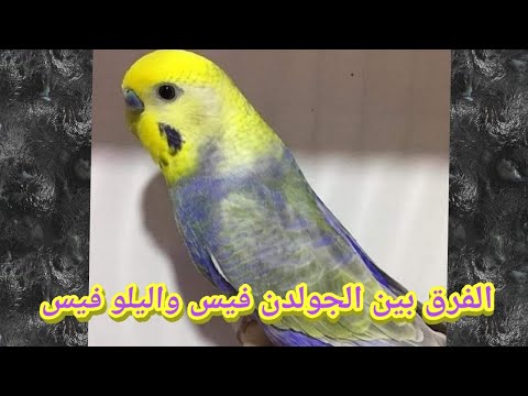 الرينبو الجولدن فيس واليلو فيس