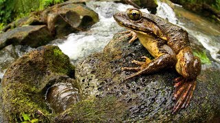 The Goliath frog - a biggest frog in the world