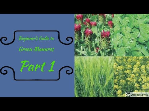 Video: Growing Green Manure. Part 1