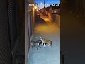 Boxer vs Pitbull Clash in Alley Captured on Security Footage #viral #shorts #dog